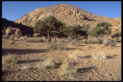 [Bild: Namibia_-_Namtib_Farm_1995_-_02.jpg]