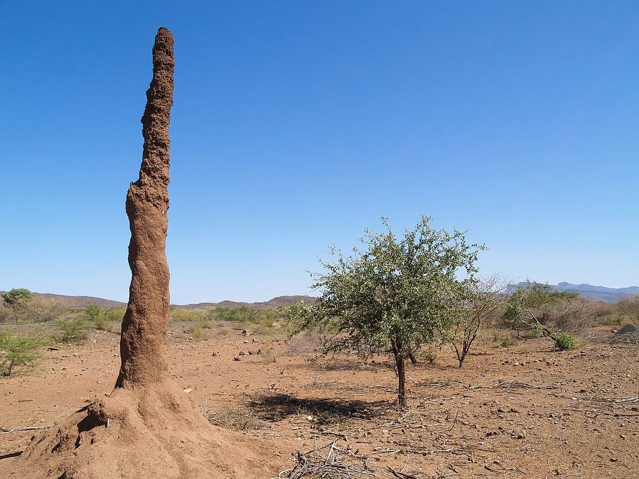 3 m hoher Termitenhügel bei Lokichoggio, Kenia