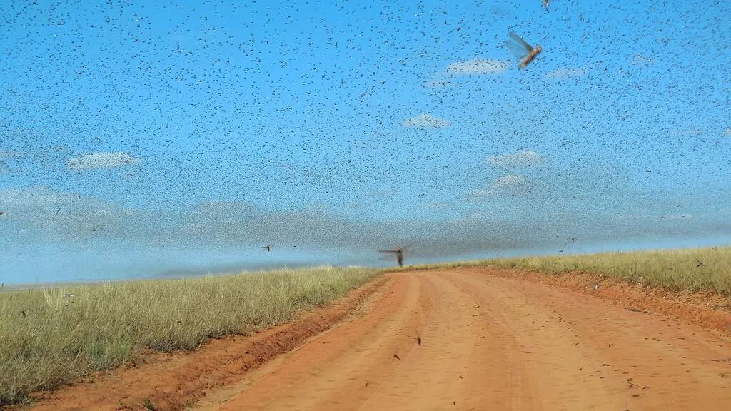 Ein Schwarm von Wanderheuschrecken (Süd-Madagaskar, 2014)